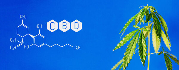 Hemp of the formula CBD cannabidiol. Hemp oil, CBD oil cannabis extract. Medical marijuana concept. Cannabis oil against Marijuana plant. Herbal Treatment, Alternative Medicine. Bio-medicine and ecolog