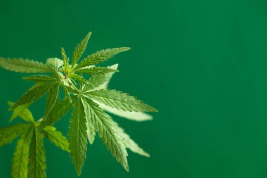 Esrar tomurcukları, marihuana bitkileri. Fotokopi alanı ile kenevir yetiştirme kavramı. Yeşil arka planda kenevir yaprakları