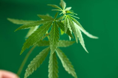 Esrar, yeşil arka planda fotokopi alanı olan Tıbbi Yasal Marihuana 'yı bırakır. Kenevir Yetiştirme Konsepti