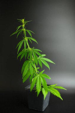 Yeşil kenevir çalısı yerden siyah bir tencerede yetişir. Siyah üniformalı. Esrar yetiştirme kavramı. Fotoğrafın dikey yönelimi. Boşluğu kopyala