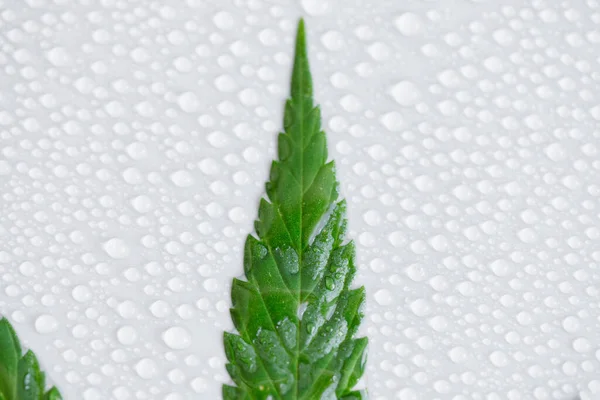 stock image Green cannabis leaf macro on a light background with lots of water or dew drops. Top view, flat layout. The template or layout