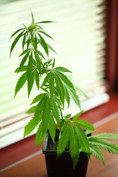 Close-up of budding marijuana plant in pot. Homegrown cannabis