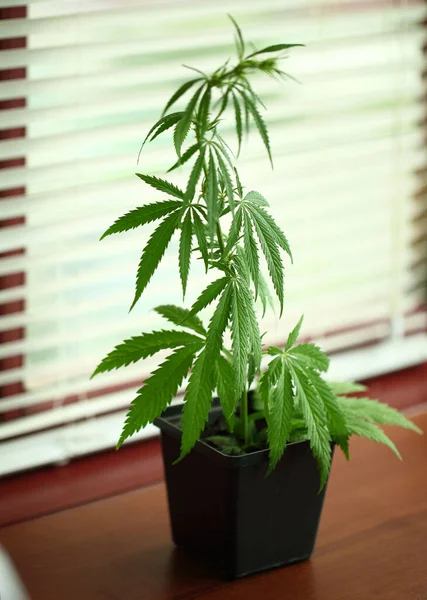 Close-up of budding marijuana plant in pot. Homegrown cannabis