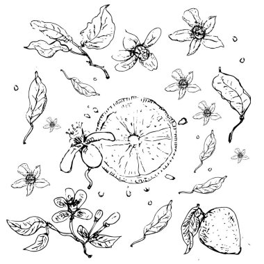 Limon çizimi. Yalıtılmış vektör illüstrasyon. Vektör hattı tasarımı. - Vektör.