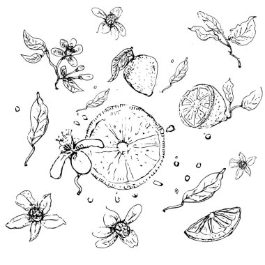 Limon çizimi. Yalıtılmış vektör illüstrasyon. Vektör hattı tasarımı. - Vektör.