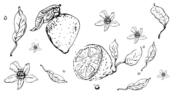 LEMONS szkic. Izolowana ilustracja wektorowa. Projektowanie linii wektorowych. -Wektor. — Wektor stockowy