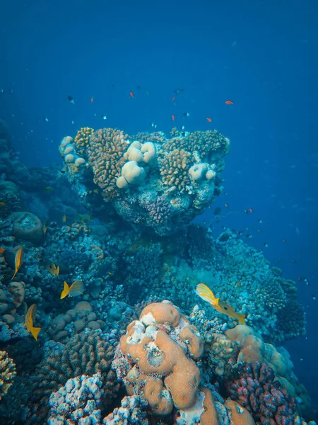 coral reef in the red sea, egypt
