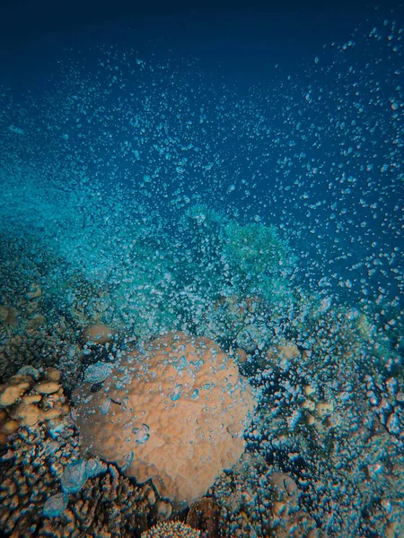 coral reef with fish and fish. philippines, bali, tropical reef.