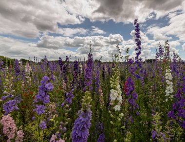 Wick, Worcestershire kırsal bir alanda Renkli Delphiniums