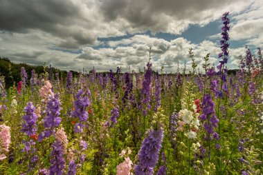 Wick, Worcestershire kırsal bir alanda Renkli Delphiniums