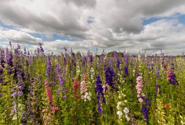 Wick, Worcestershire kırsal bir alanda Renkli Delphiniums