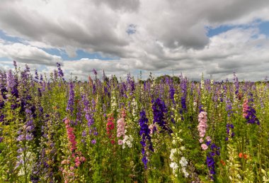 Colourful Delphiniums in a field in the countryside in Wick, Worcestershire clipart
