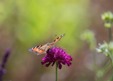 Açık kanatlı, parlak pembe bir Knautia Makedon çiçeğinin üzerinde oturan küçük bir kaplumbağa kabuğu kelebeği..