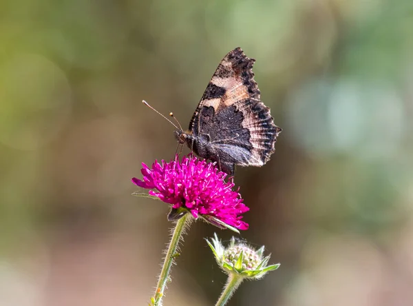 Petit Papillon Écaille Tortue Aux Ailes Moitié Ouvertes Assis Sur — Photo