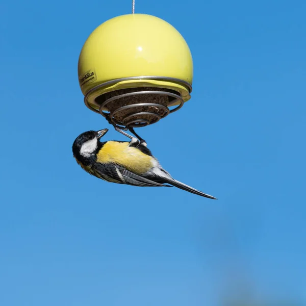 Gran Pájaro Tit Colgando Comedero Verde Lima Lleno Una Bola — Foto de Stock