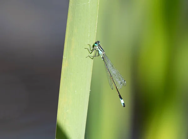 Azure Damselfly Trzcinie — Zdjęcie stockowe