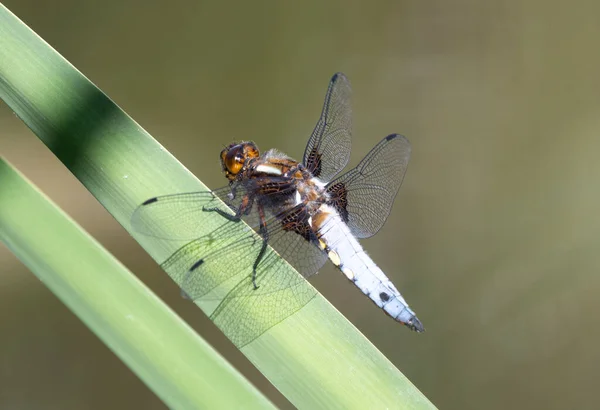 Männliche Breitkörper Chaser Libelle Auf Schilf — Stockfoto