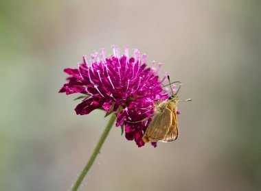 Tortoiseshell Butterfly on Knautia Macedonia clipart