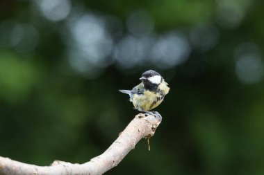 Great Tit on End of Branch