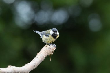 Great Tit on End of Branch