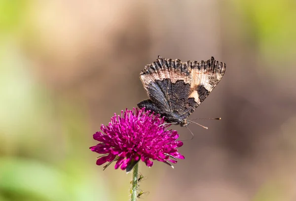 Papillon Écaille Sur Knautia Macédoine — Photo