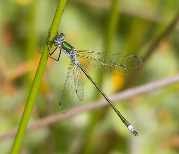 Szmaragdowy Damselfly Stronie — Zdjęcie stockowe