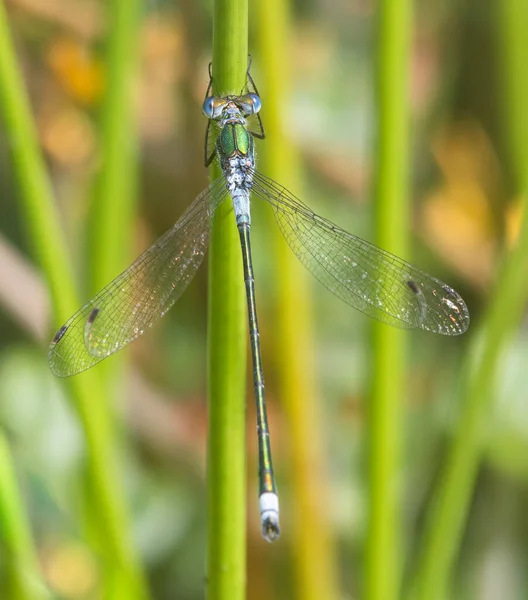 Mężczyzna Rzadki Emerald Damselfly Skrzydłami Rozłożone — Zdjęcie stockowe