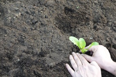 Sebze bahçesinde pazı yetiştiren bir adam. Genç pazı ekimi.