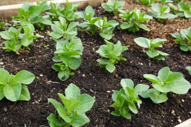 Kentsel sebze bahçesinde büyüyen geniş fasulye mahsulleri olan ahşap bir yatak yetiştirdim. Genç fasulye bitkileri