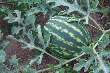Toprakta yetişen çizgili karpuz, yeşil yapraklarla çevrili, tarımsal bir alanda.
