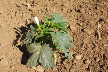 Kuru toprakta büyüyen bir su yosunu bitkisine yakın plan, belirgin yapraklarını ve narin beyaz çiçeğini sergiliyor.