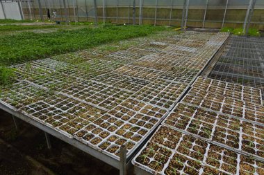 Küçük bitkiler bir sera yuvasında tohum tepsilerinde büyüyüp daha büyük alanlara nakledilmeyi sabırsızlıkla bekliyorlar.