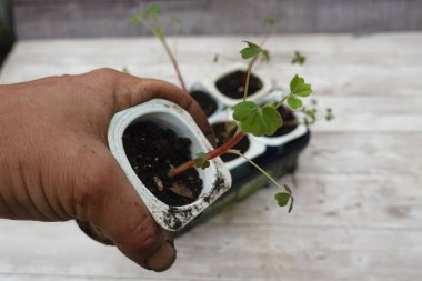 El, içinde canlı bir oka tohumu bulunan küçük bir çömleği daha fazla büyümek ve yetiştirmek için bahçeye nakledilmeye hazır hale getiriyor.