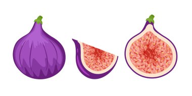 Renkli bütün, dilim ve yarım incir. Vektör çizim isolat