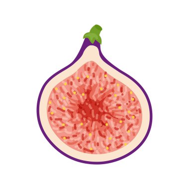 Yeşil yaprak ile renkli yarım incir. Vektör illüstrasyon izole