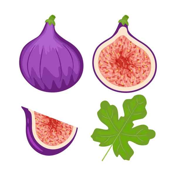 Colorful whole, slice and half figs with green leaf. Vector illu — Stock Vector