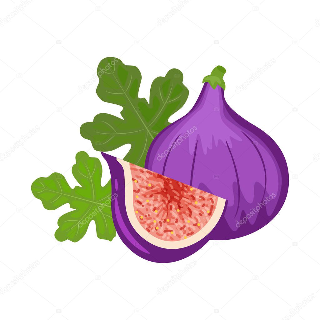 Colorful whole and slice figs with green leaf. Vector illustrati