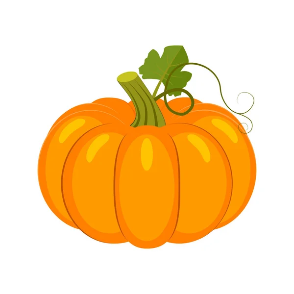 Ilustración colorida del vector de la calabaza aislada en fondo blanco — Vector de stock