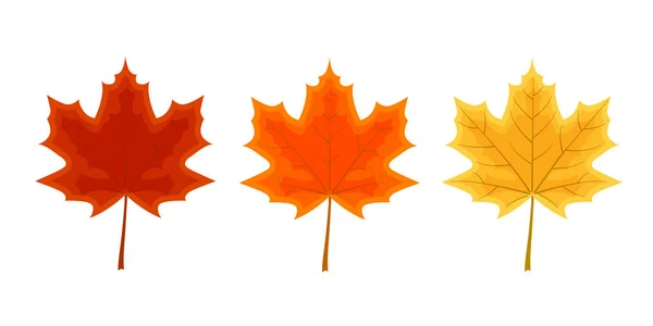 Σετ τρία φύλλα σφενδάμου. Φθινοπωρινή διακόσμηση διάνυσμα illustratio — Διανυσματικό Αρχείο