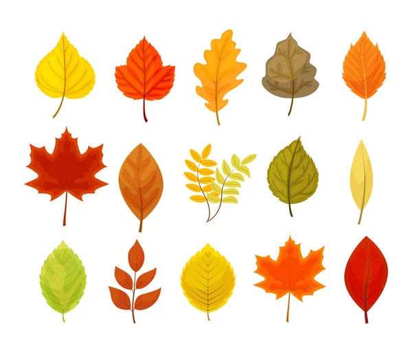 Bunte Herbstblätter setzen Vektor Illustration isoliert auf weiß — Stockvektor
