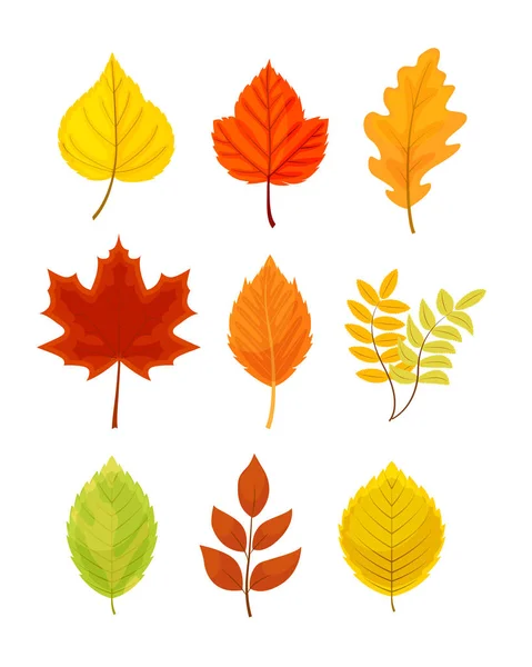 Coloridas hojas de otoño set vector ilustración aislado en blanco — Archivo Imágenes Vectoriales