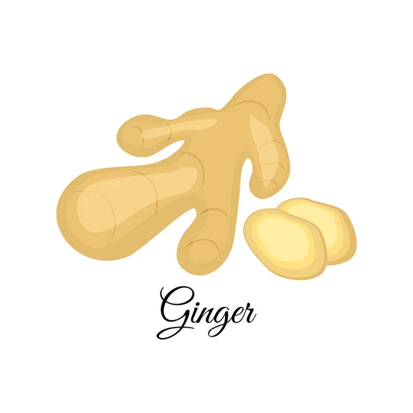 Ginger vektorové ilustrace izolované na bílém pozadí. Indický — Stockový vektor