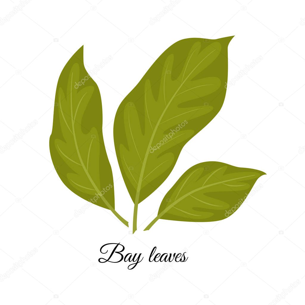 Bay leaves  vector illustration isolated on white background. Ve