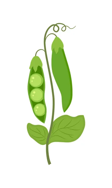 Illustration vectorielle de pois verts colorés isolée sur fond blanc — Image vectorielle