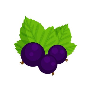 Beyaz arka plan üzerinde izole siyah frenk üzümü vektör çizim. 