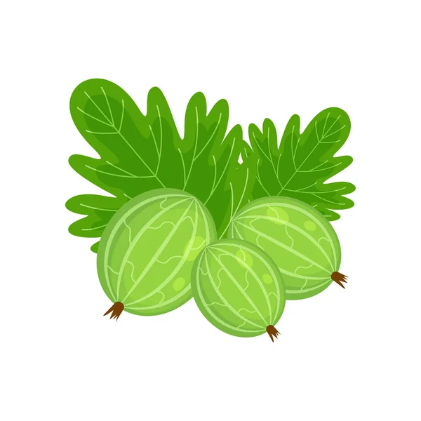 Ilustração de vetor de groselha espinhosa verde isolado em backgrou branco —  Vetores de Stock
