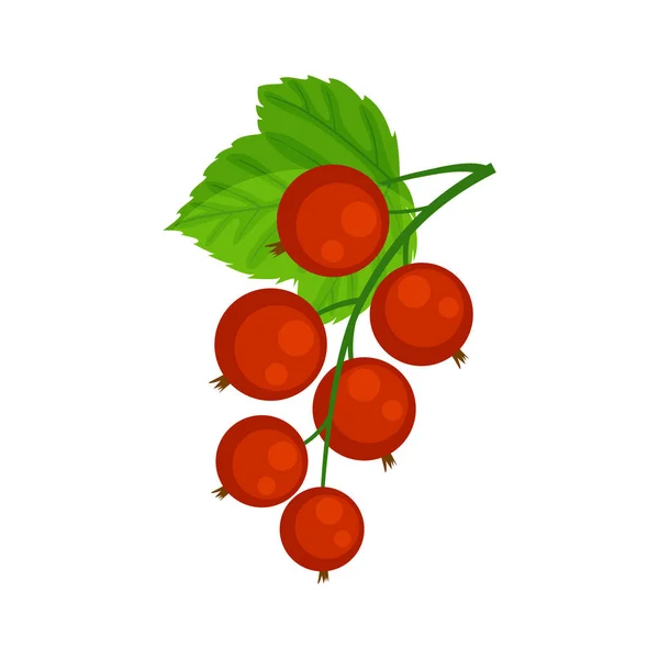 Red currant brunch vector illustration isolated on white backgro — Stock Vector