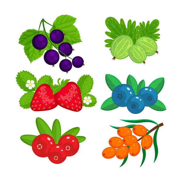 Set of garden berries vector illustration isolated on white back — Stock Vector