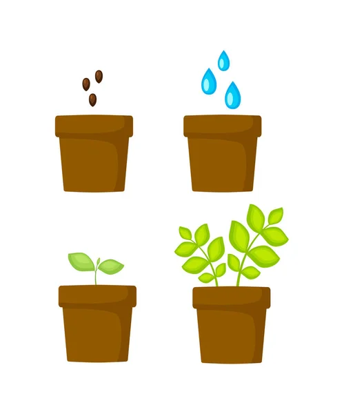 Proceso de plantación. Cómo cultivar la planta de la semilla paso a paso. Ilustración vectorial — Vector de stock