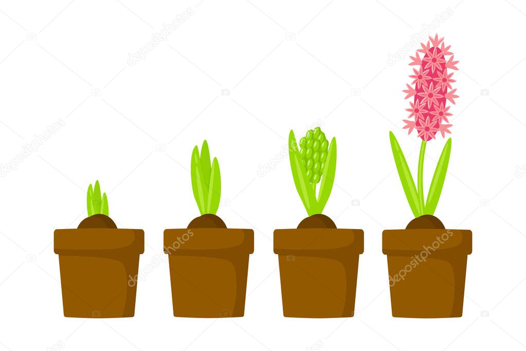 Hyacinth growth stage. Life cycle of hyacinth in a pot 